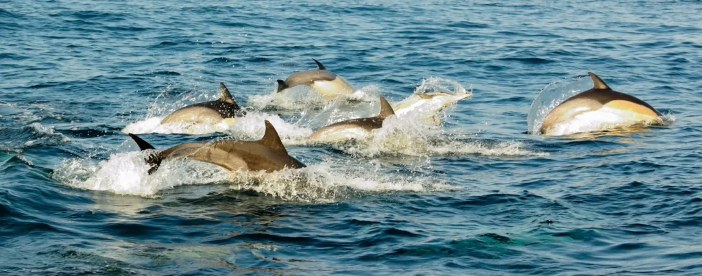 mise à l’eau bateau Oléron